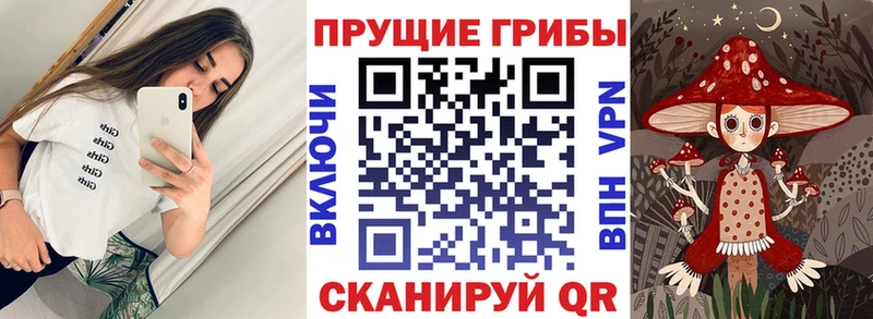 Галлюциногенные грибы Psilocybe  Буй 